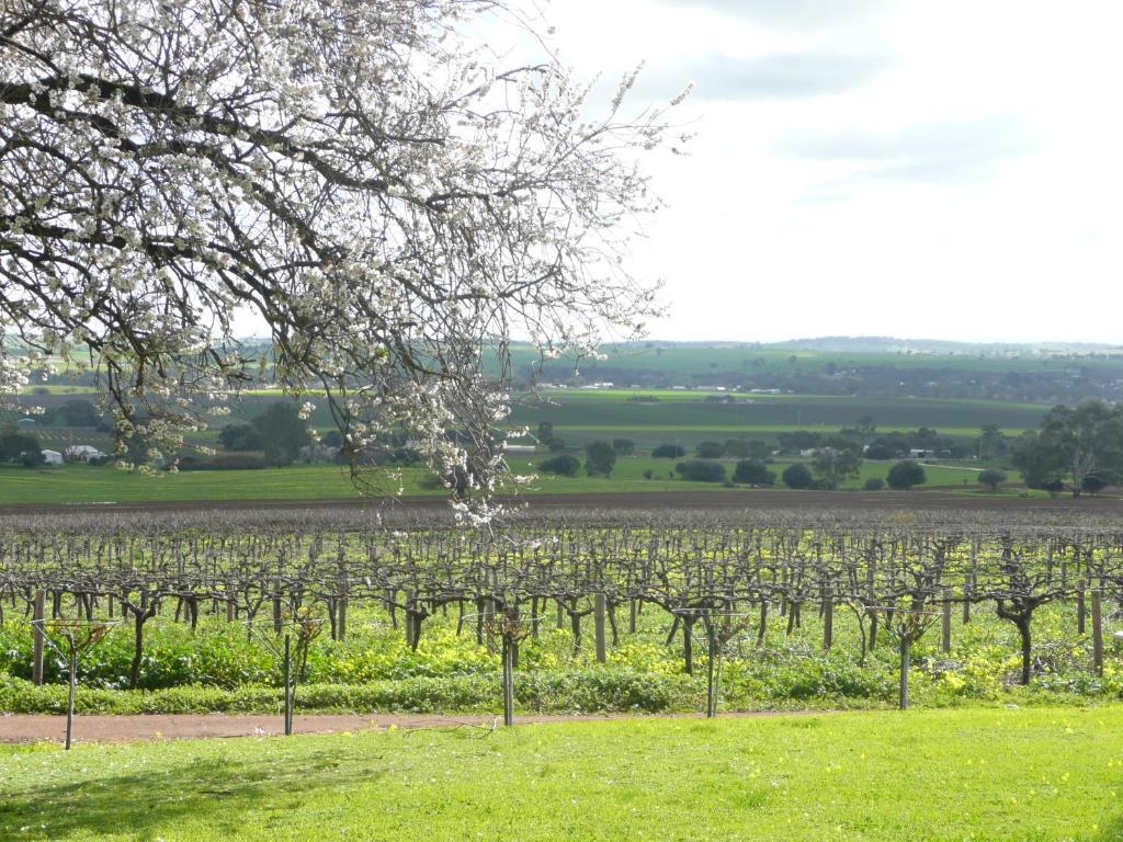 Blickinstal Barossa Valley Accommodation Exterior photo